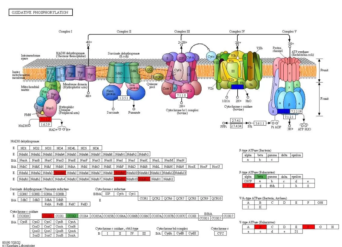 figure 9. Visualization of KEGG Enrichment Analysis Results for Differential Proteins